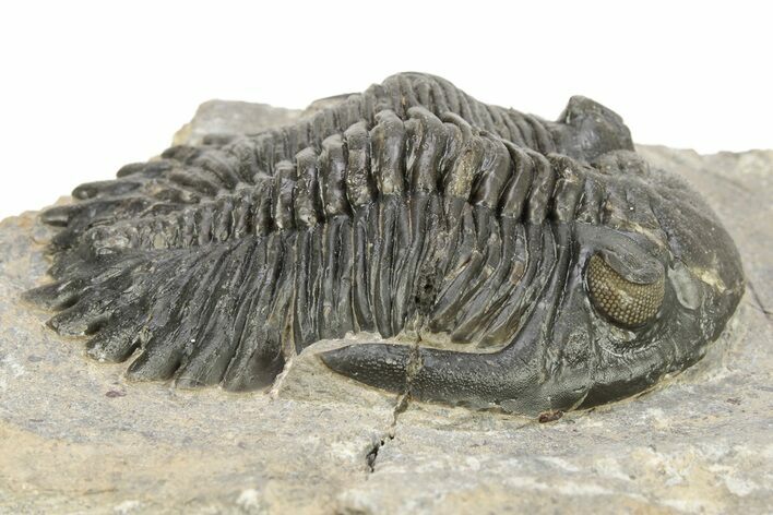Hollardops Trilobite Fossil - Orange Eye Facets #273412